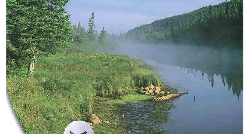 Caractérisation ichtyologique du lac à la Truite (MRNF)