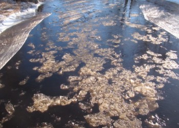 POLLUTION VISIBLE À L’ŒIL NU – Entre deux ponts – Même Rivière – Même jour