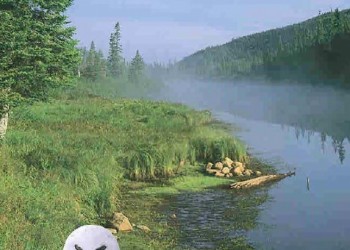 Caractérisation ichtyologique du lac à la Truite (MRNF)